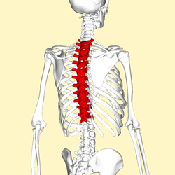 Thoracic Spine Anatomy